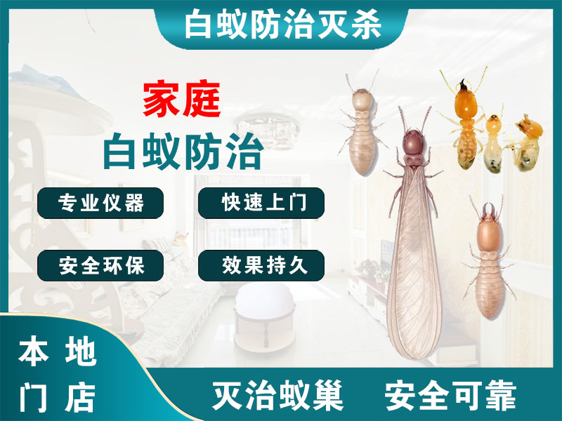 钟楼区家庭白蚁防治