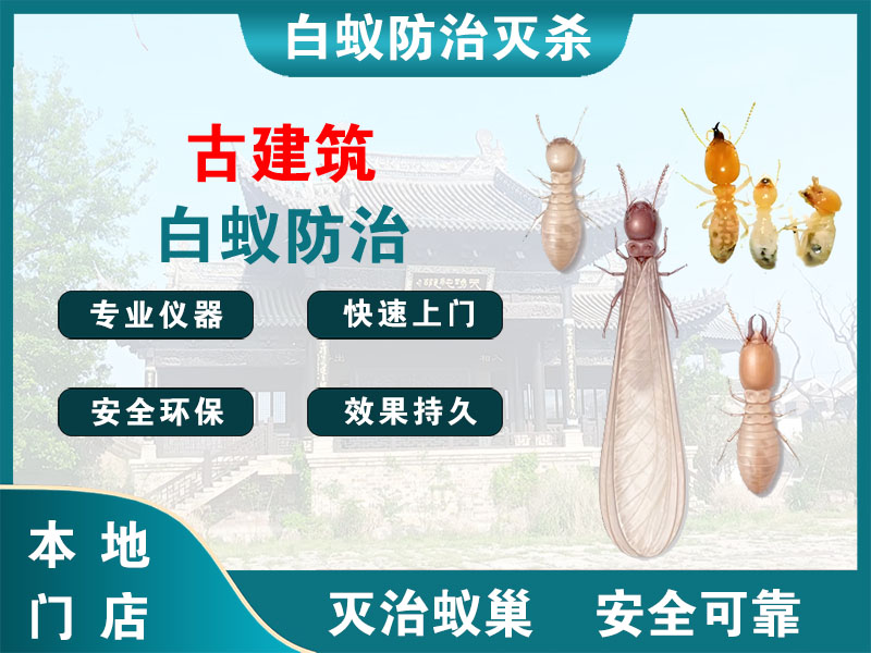 钟楼区古建筑白蚁防治