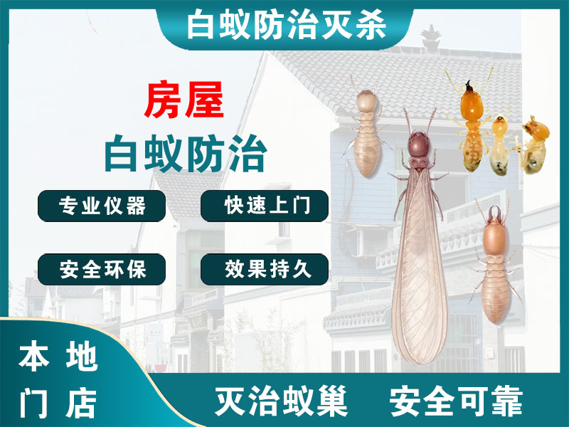 钟楼区房屋白蚁防治